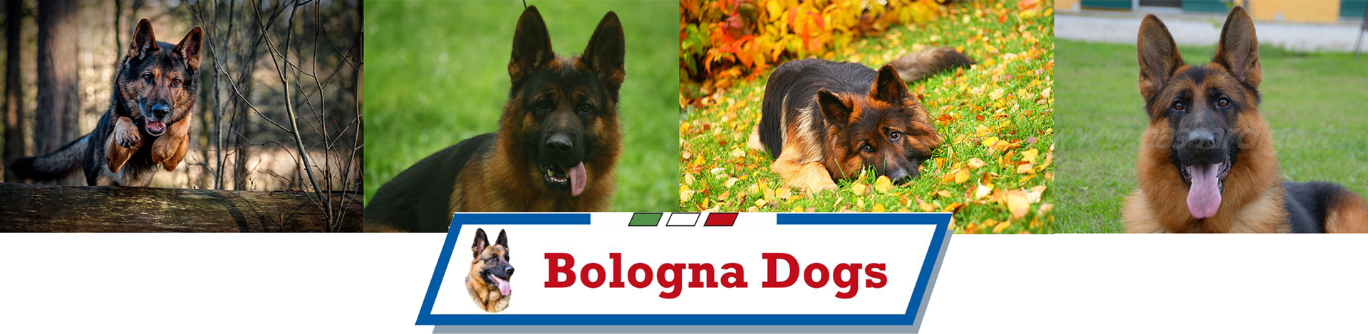 BOLOGNADOGS